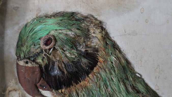 Detail of the parrot panel decoration in the Shell Gallery, A la Ronde, Devon.